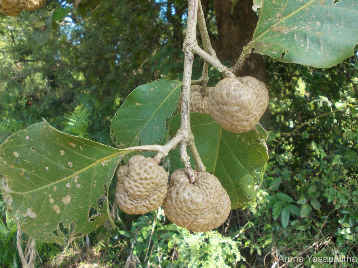 Nauclea orientalis (L.) L.